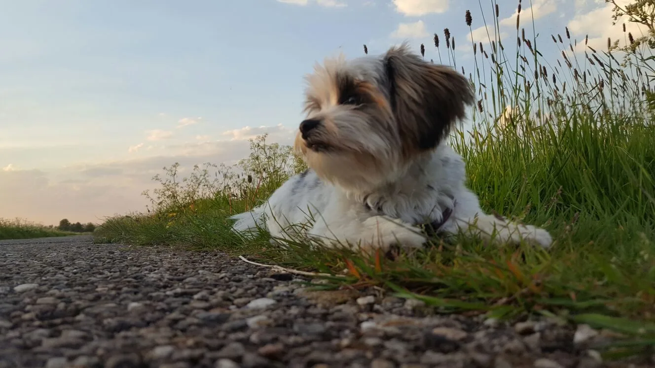 Theddie, mijn hondje, mijn spiegel, mijn zielenmaatje | Nicole Broers