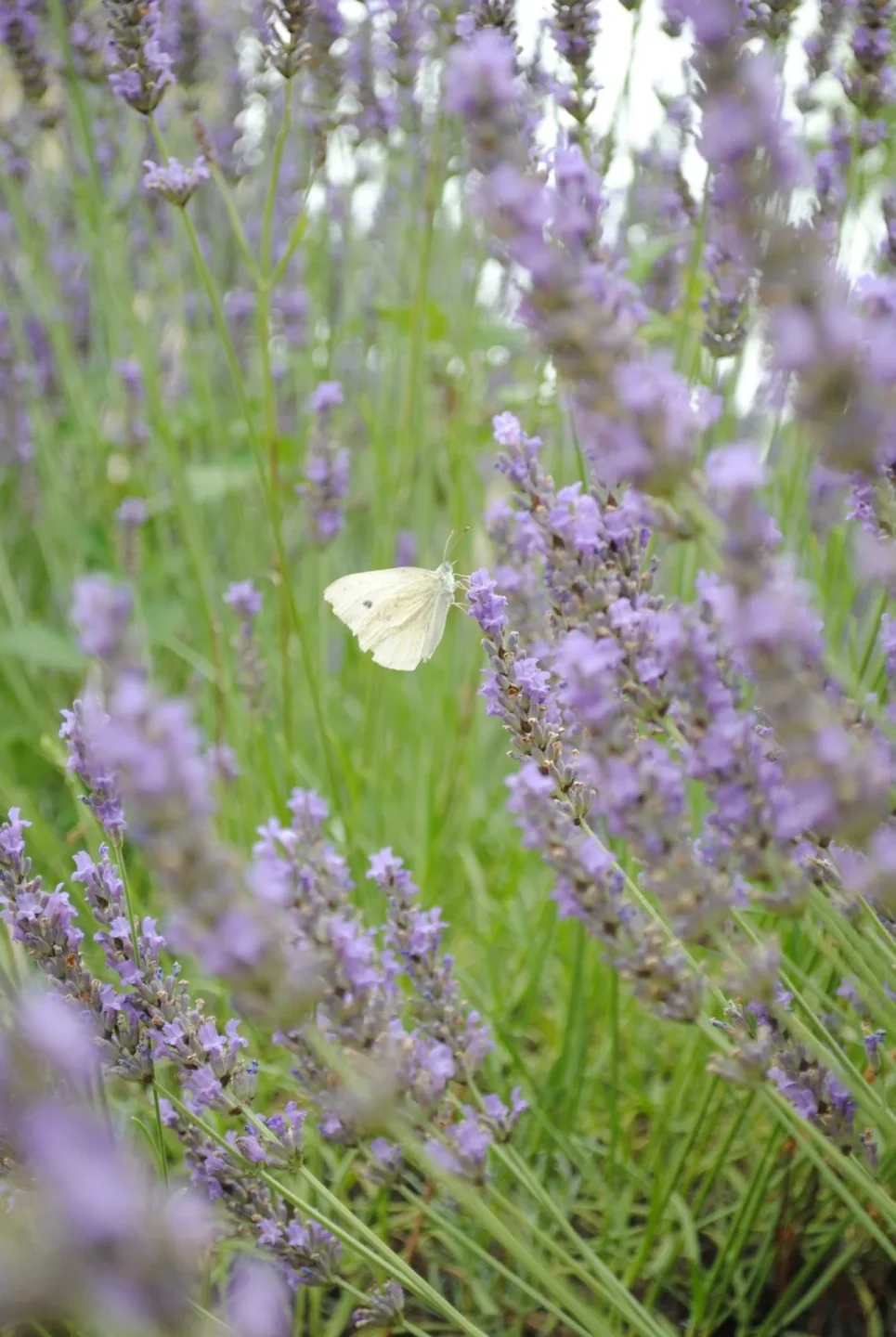 Holistische begeleiding bij rouw en verlies binnen gezin | Nicole Broers