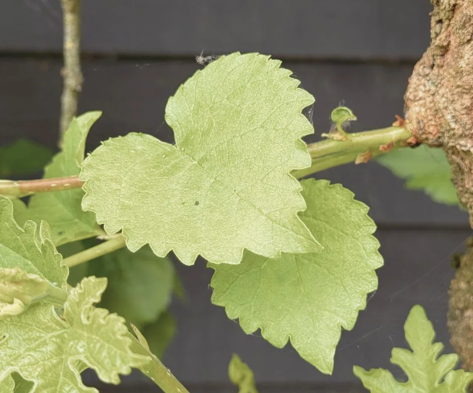 Sterven heeft veel gezichten | Levenskunst en Stervenskunst | Nicole Broers