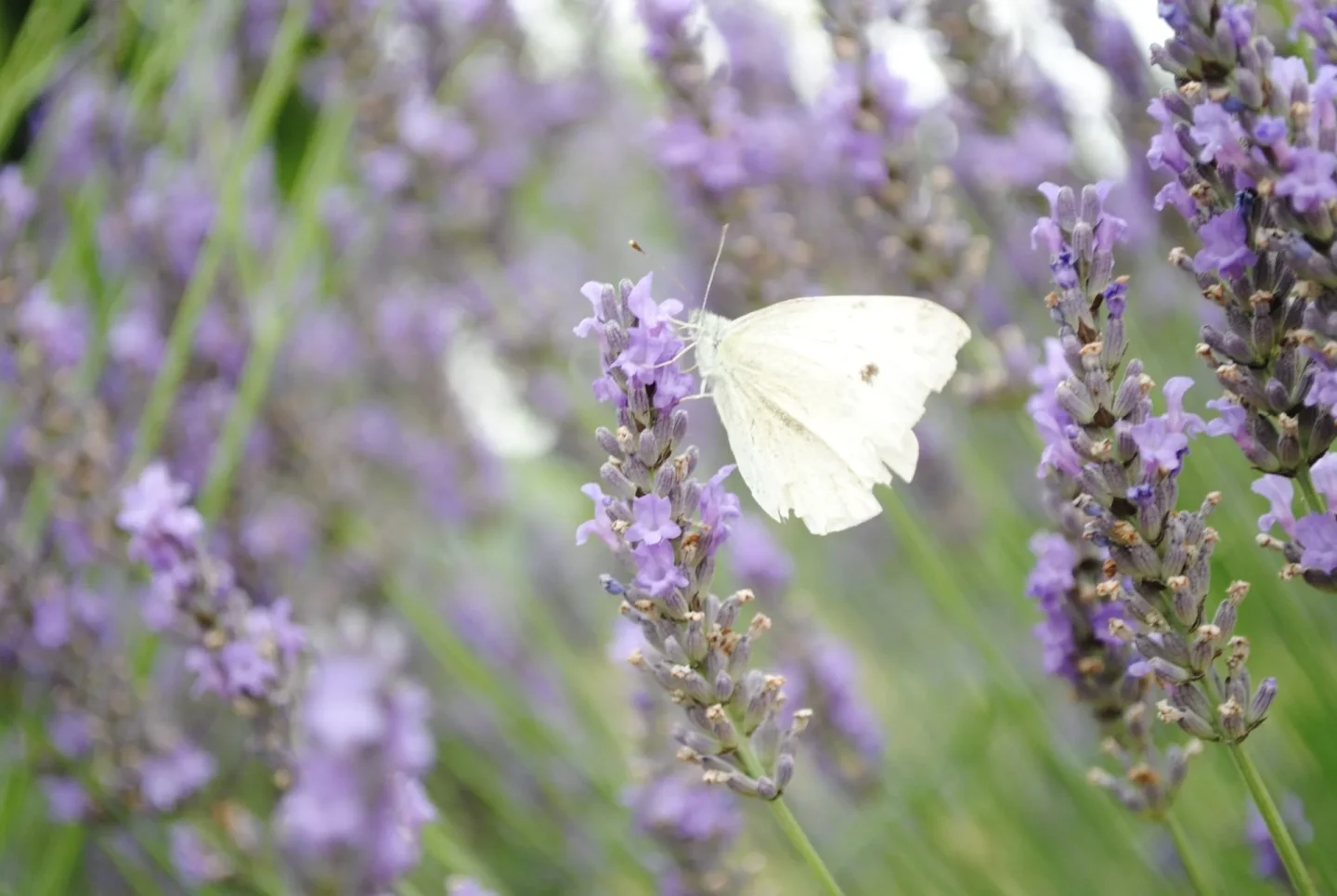 Over rouw, levenskunst en de beweging van binnenuit | Nicole Broers